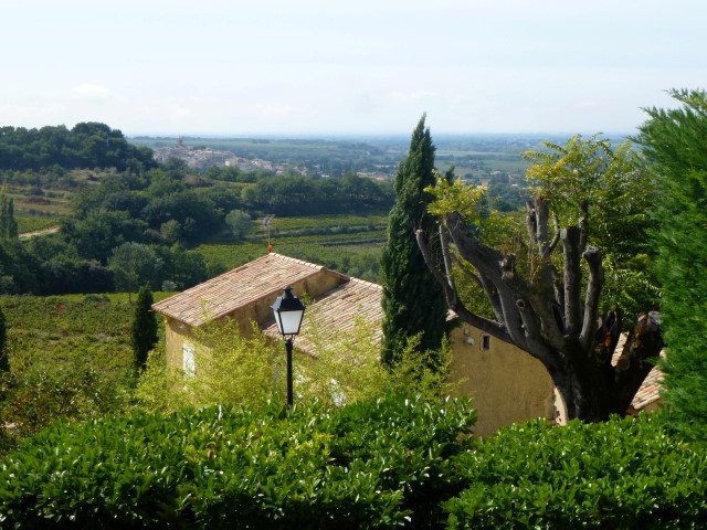 avignon-vineyards